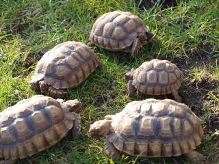 Geochelone sulcata