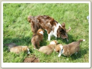 Border Collie Welpen