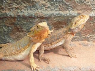 Pogona vitticeps Jungtiere mit guter Genetik
