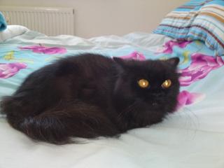 Dringend Perserkatze abzugeben