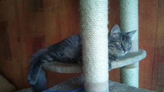 Maine Coon Deckkater