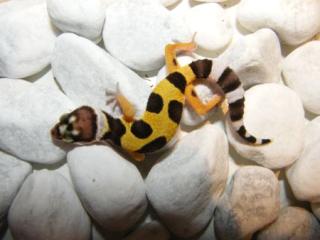 Leopardgeckos und Kronengeckos abzugeben