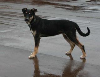 Kleiner 8 monate Terrier - Ost-Russischer Schaeferhund Mischling aus Russlan