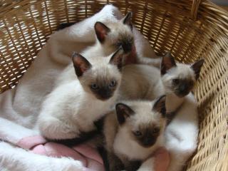 Siam Kitten