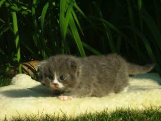 Kleiner Britisch Langhaar Kater sucht Kuschelpersonal