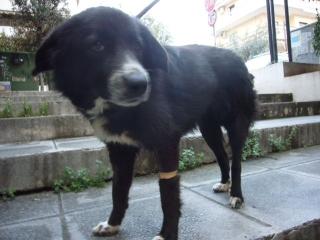 Danai-Sophie Border Collie Mix-Dame verschmust, verspielt und intelligent