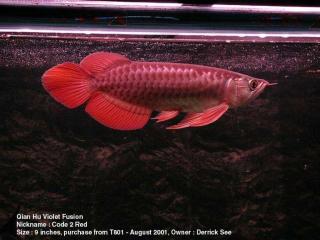 L-Welse und asiatische Arowana