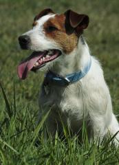 Wunderschöner Jack Russell Rüde Deckanzeige