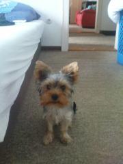 Yorkshier Terrier welpe