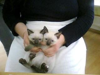 Reinrassige Siamkatzenbabys