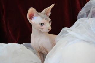 Sphynx kanadische sehr schön Kätzchen