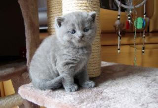 Reinrassige supersüße BKH Kitten