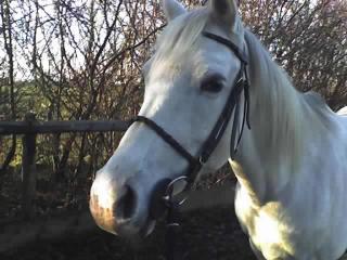 Biete Reitbeteiligung auf Araber Stute im Raum Lippstadt