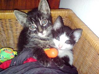 Katze, Kater kostenlos abzugeben