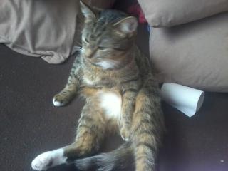 Suche Deckkater