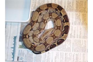 0. 2 Boa constrictor imperator ENZ 06 2021