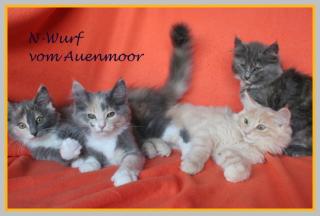 Norwegische Waldkatzen Kitten PLZ 217xx - umzugsbereit