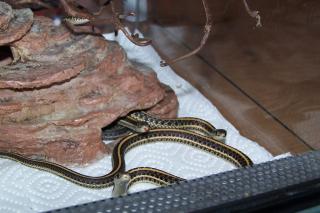 Thamnophis radix