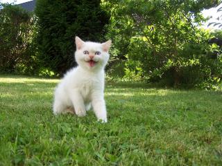 Exotic-Shorthair-Colourpoint