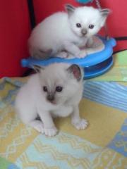Birmakitten und ältere, kastrierte Birmakatzen