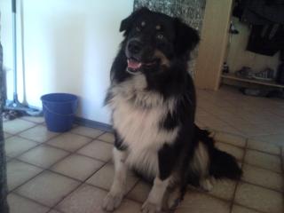 Hallo ich bin ein Australian Shepherd Deckrüde