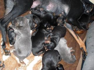 Süße Dobermannwelpen ab April abzugeben