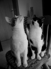 2 verspielte Hauskater abzugeben geb. 16. 10. 2021 inkl. Zubehör