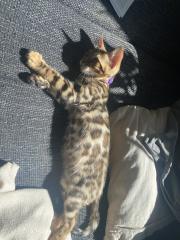 Bengalkitten m/w sofort auszugsbereit