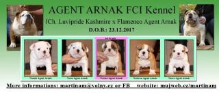 Sehr hochwertige Welpen Englische Bulldogge mit Papiere