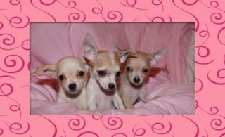 Chihuahua Welpen Mini