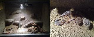 2 Leopardgecko Weibchen mit Terrarium abzugeben