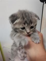 Britisch-Kurzhaar-Katzenbabys