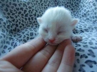 Süße Baby BKH Kitten abzugeben
