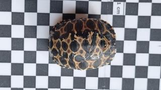 2 Strahlenschildkröten, Astrochelys Radiata NZ 23 Weibchen Je 490, -
