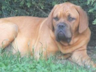 BORDEAUXDOGGENWELPEN