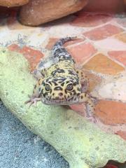 Leopardgeckos suchen neues zu Hause