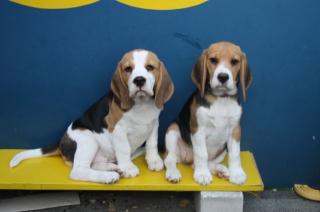 Beaglewelpen, tricolour, of the Jolly Kids, abgabebereit