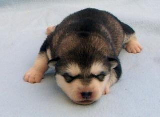 Hurra unsere Alaskan Malamute Welpen sind geboren