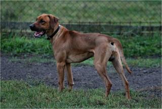 Rhodesian Ridgeback Welpen m. Pap.