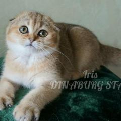BKH kitten