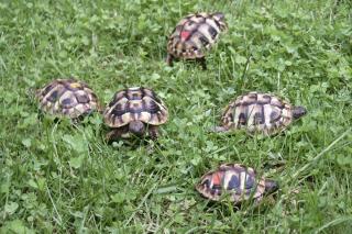Griechische Landschildkröten Nachzuchten Bj. 2021