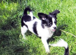 Typvolle Chihuahua Welpen Rüden mit Papieren