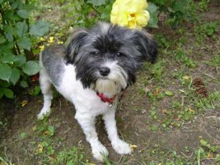 Reinrassige Mini Havanese Hündin 12. 12 2021 gehboren