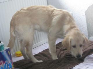 Verschmuste Golden Retriever Hündin such ein neues Heim
