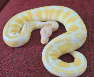 Königspython Albino 0. 1