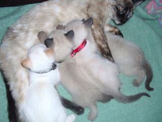 4 Super süße Siambabys suchen ein liebes zu hause