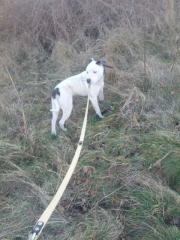 Suche ein neues zu Hause für mein Hund