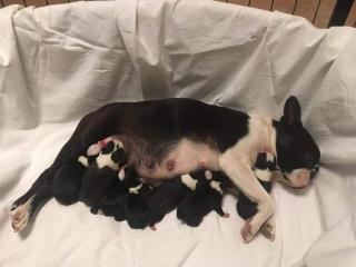 Boston Terrier Welpen - FCI