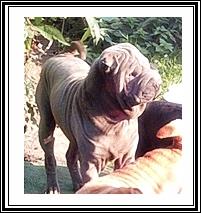 Achtung Sharpei Fan s oder die das Individuelle möchten aufgepasst Wir haben