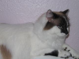 D-Ebow Mainecoon sucht eine neue Familie